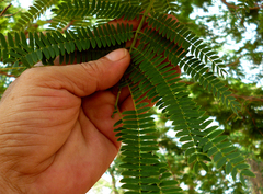 Enterolobium