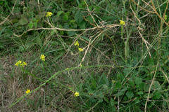 Sisymbrium officinale