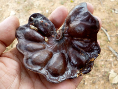 Enterolobium