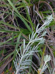 Indigofera hannariae