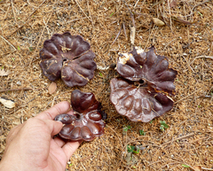 Enterolobium