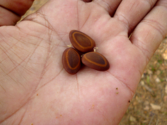 Enterolobium