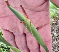 Creontiades rubrinervis