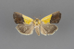 Ponometia semiflava
