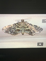 Anageshna primordialis