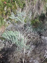 Indigofera hannariae