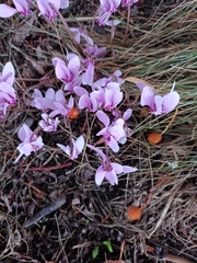 Cyclamen hederifolium