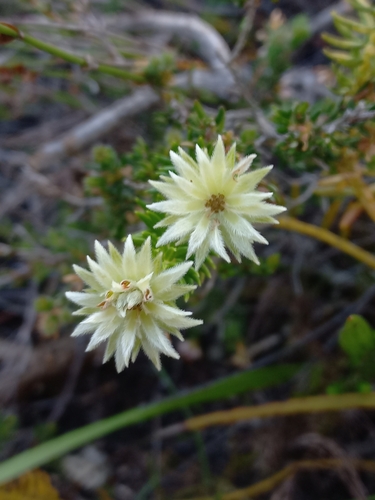 Image of Phylica dodii by (c) Brian du Preez, some rights reserved (CC BY-SA)