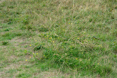 Sisymbrium officinale