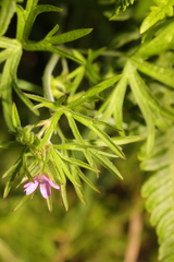 Geranium dissectum