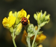 Subcoccinella vigintiquatuorpunctata