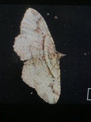 Costaconvexa centrostrigaria