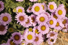 Erigeron glaucus