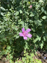 Hibiscus syriacus