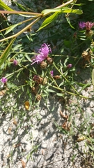 Centaurea jacea