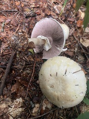 Agaricus sylvicola