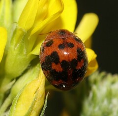 Subcoccinella vigintiquatuorpunctata