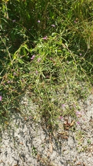 Centaurea jacea