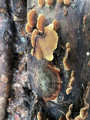 Stereum subtomentosum