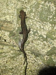Desmognathus ochrophaeus