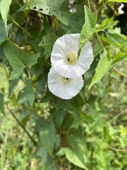 Calystegia silvatica