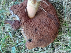 Neoboletus