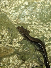 Desmognathus ochrophaeus