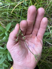 Juncus articulatus