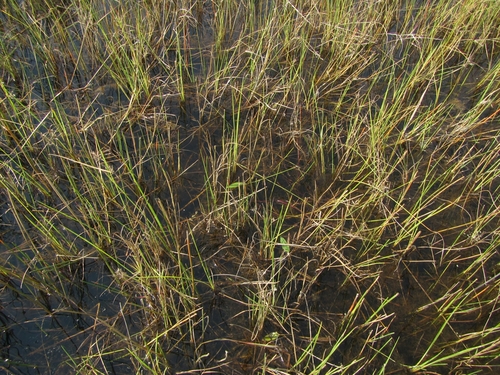 Image of Utricularia benjaminiana by (c) Robert Taylor, some rights reserved (CC BY)