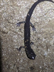 Plethodon wehrlei