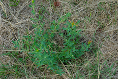 Hypericum humifusum