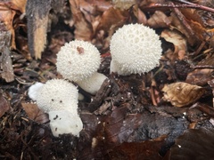 Lycoperdon echinatum