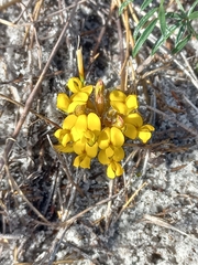 Rhynchosia ferulifolia