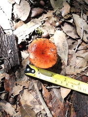 Leratiomyces ceres
