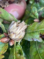 Andricus foecundatrix