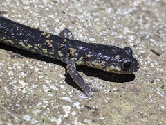 Plethodon wehrlei