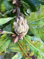 Andricus foecundatrix