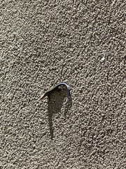 Plestiodon fasciatus