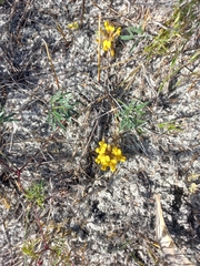 Rhynchosia ferulifolia