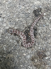 Lampropeltis triangulum