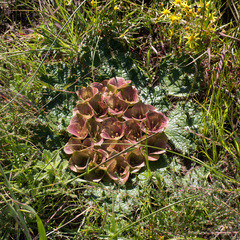 Arctopus monacanthus