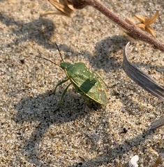 Chlorochroa uhleri