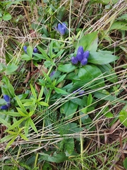 Gentiana clausa