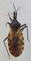 Triatoma dimidiata