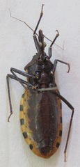 Triatoma dimidiata