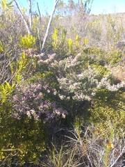 Indigofera brachystachya