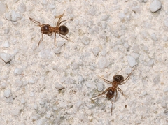 Lasius emarginatus