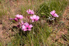 Monsonia speciosa
