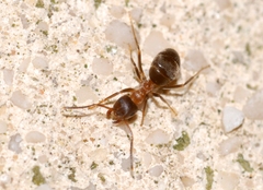 Lasius emarginatus