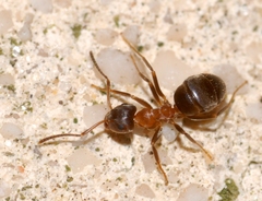Lasius emarginatus